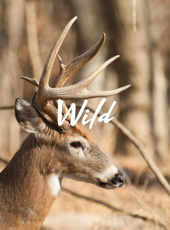 Wild