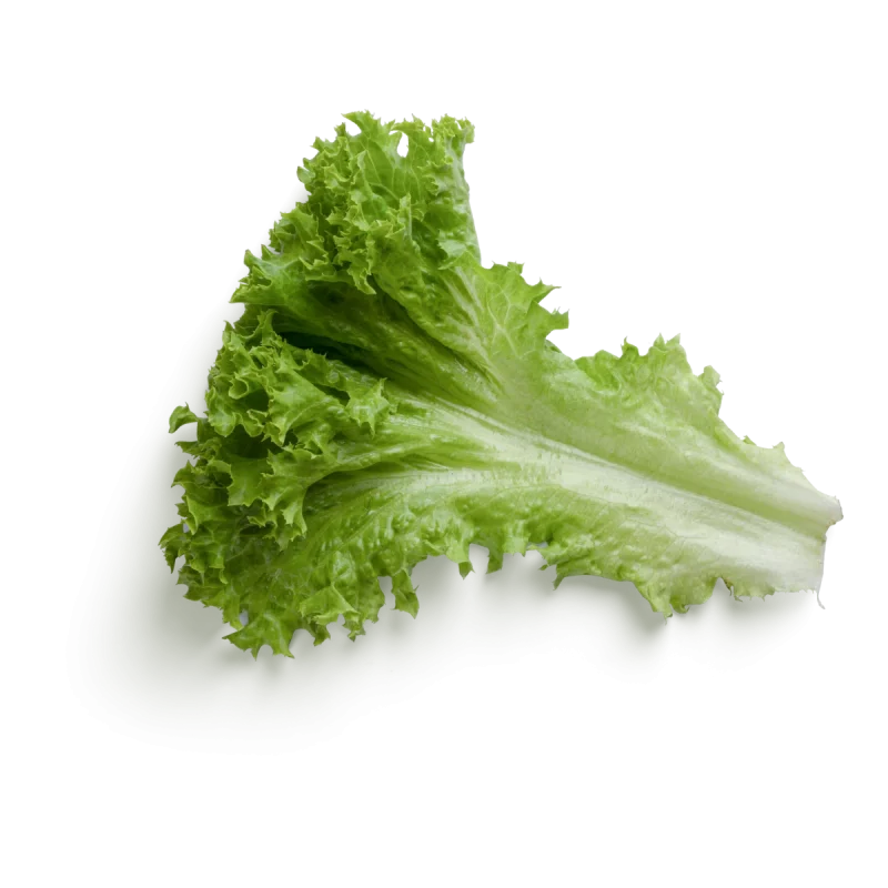 Querido lettuce